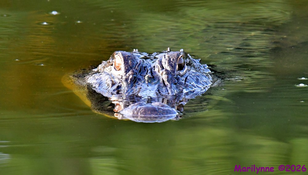 DSC_1461_001.JPG