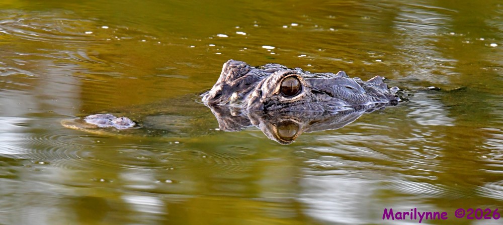 DSC_1464_001.JPG