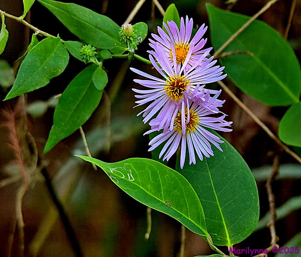 DSC_1465 copy_001.JPG