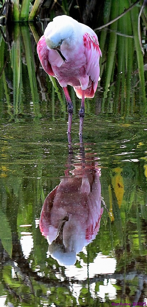 DSC_1466_001.JPG