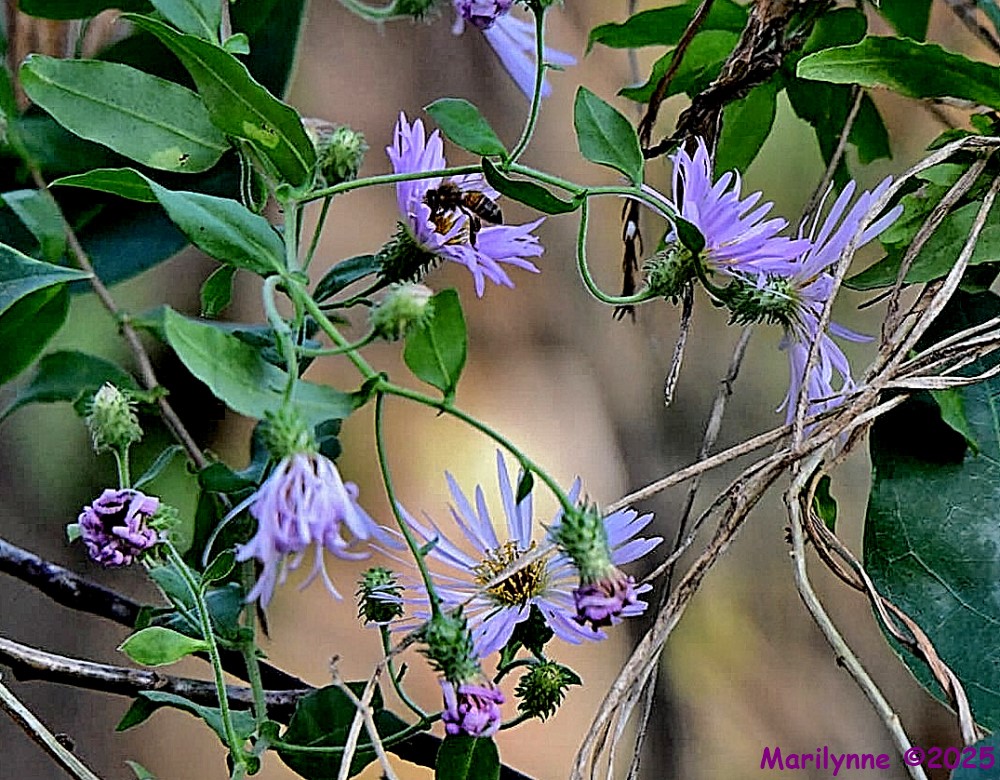 DSC_1467 copy_001.JPG