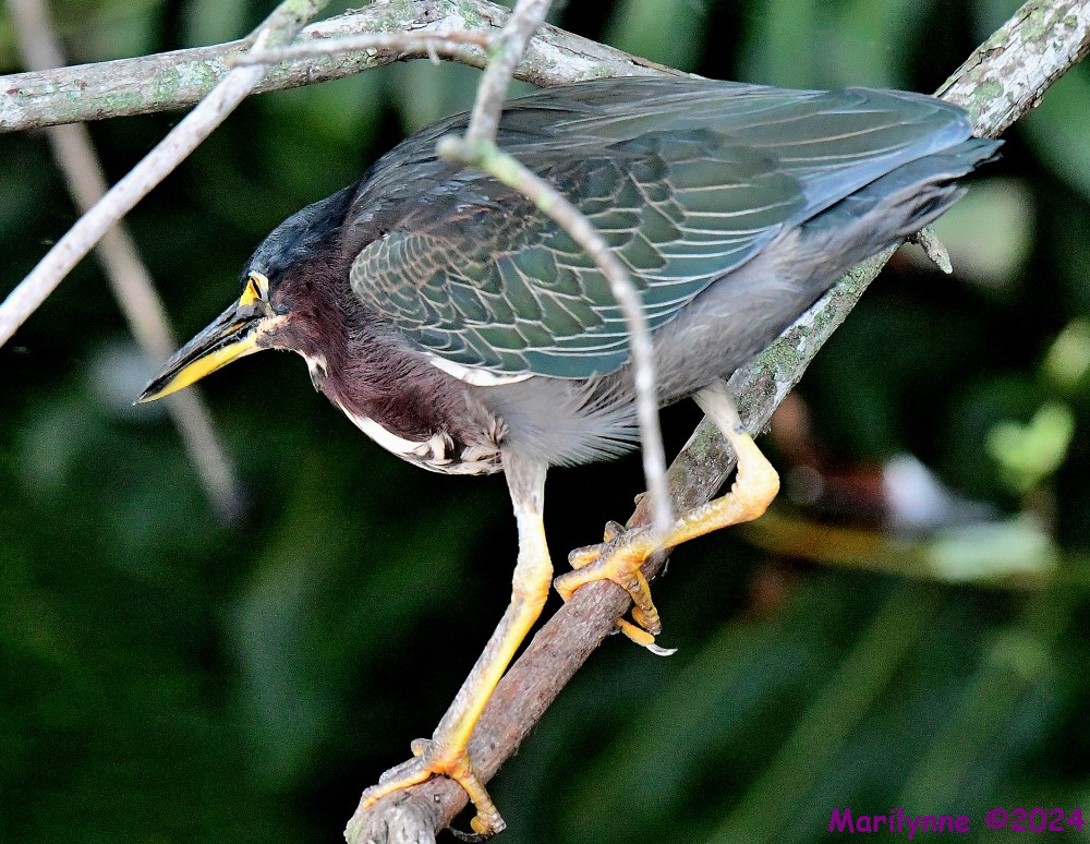DSC_1467_001.JPG