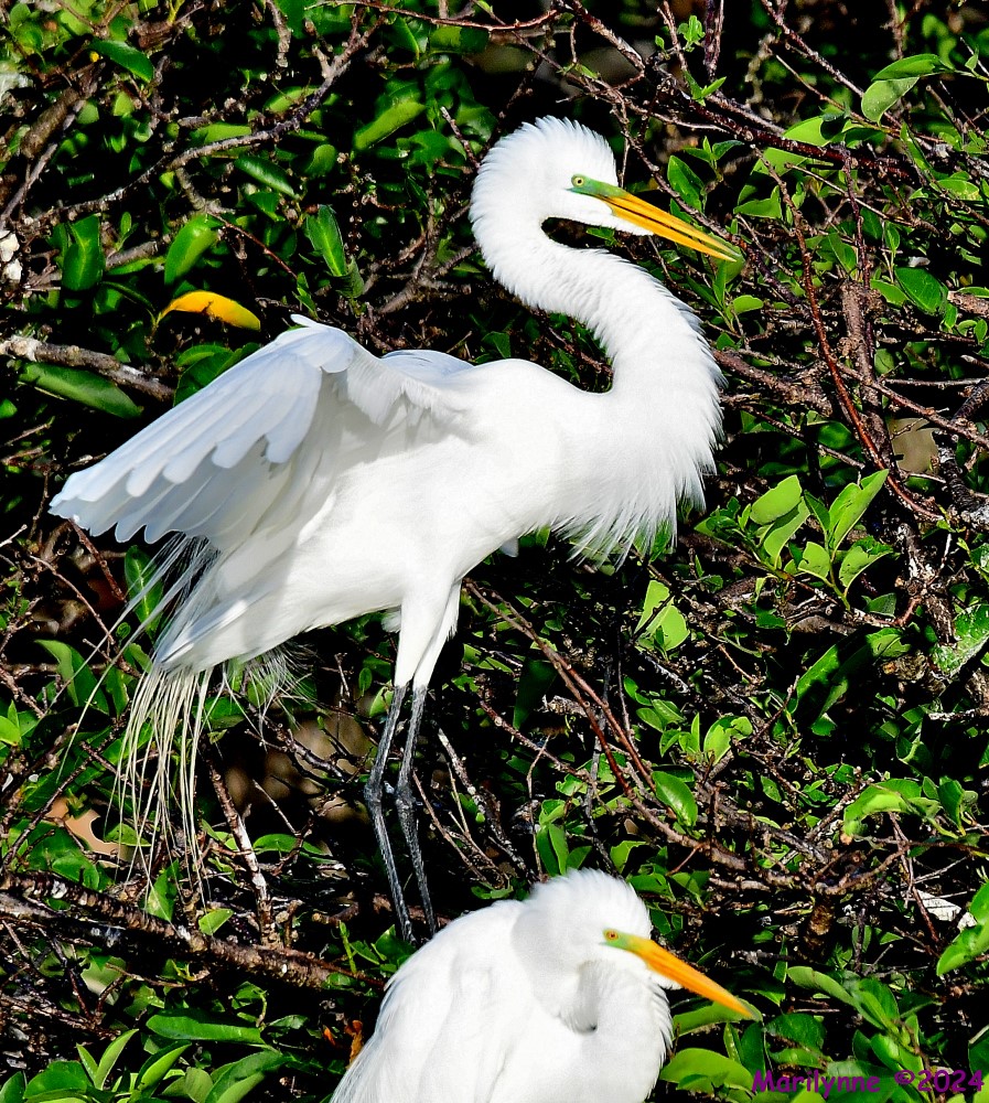 DSC_1468_001.JPG