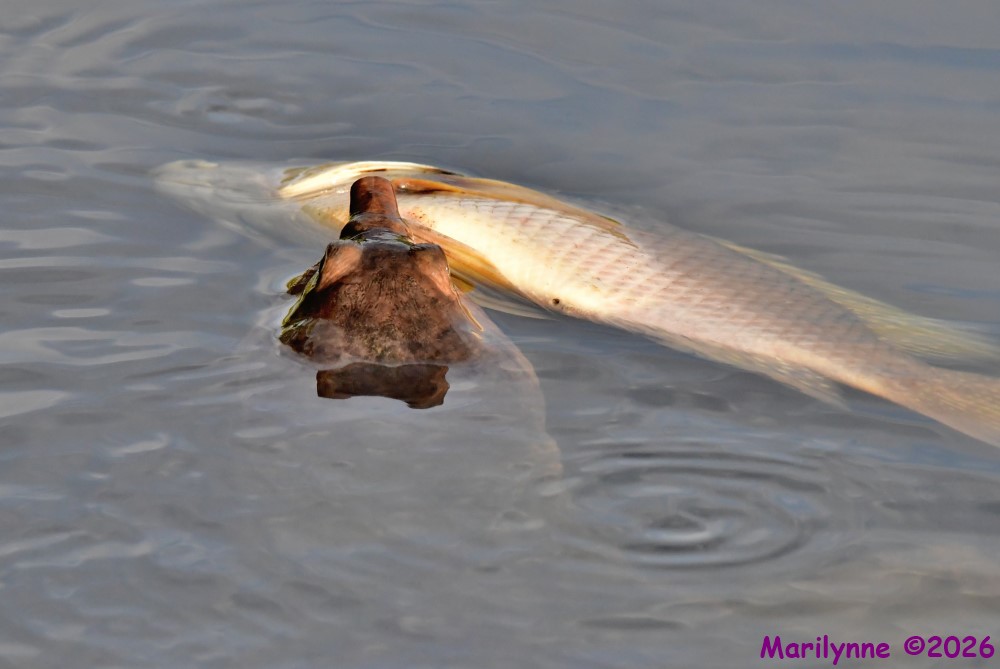 DSC_1468_001.JPG