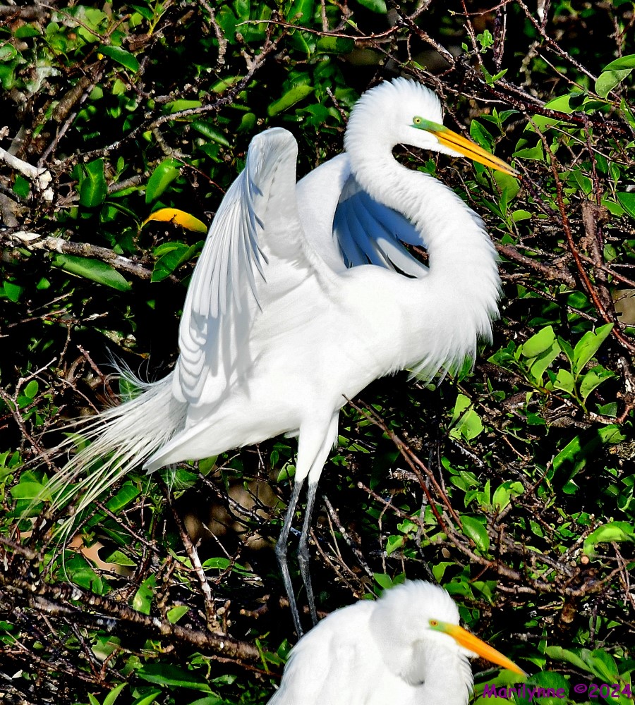DSC_1469_001.JPG