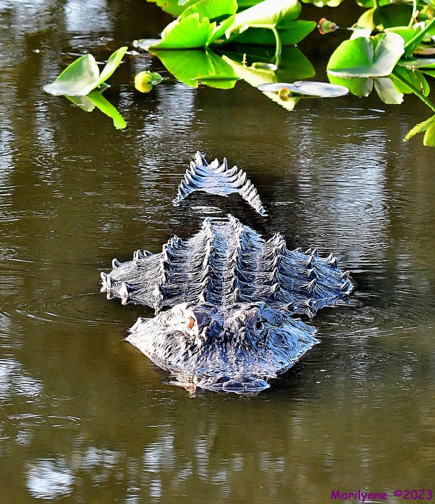 DSC_1470_001.JPG