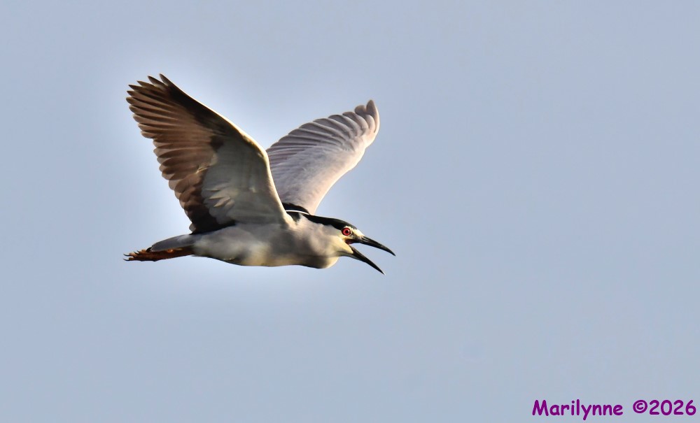 DSC_1472_001.JPG