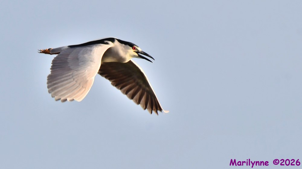 DSC_1473_001.JPG