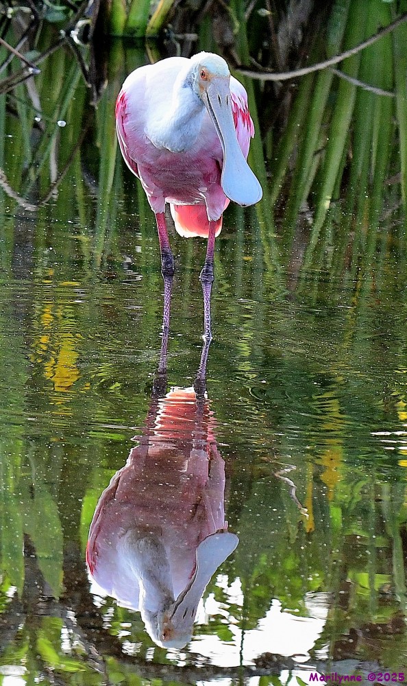 DSC_1474_001.JPG
