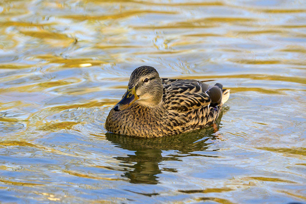 DSC_1475.jpg