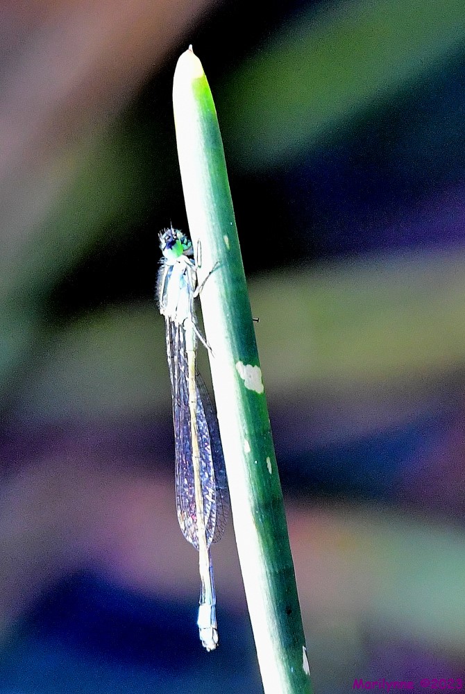 DSC_1475_001.JPG