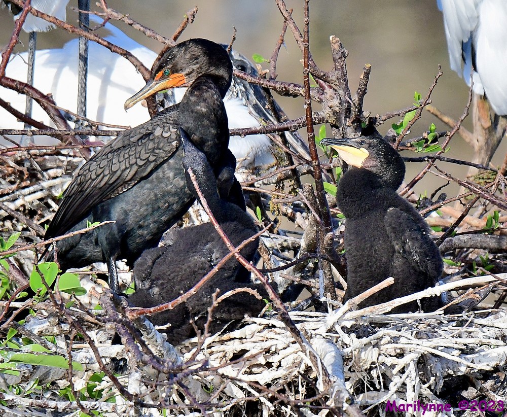 DSC_1477_001.JPG