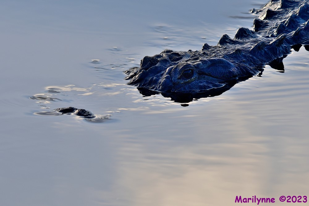 DSC_1480_001.JPG