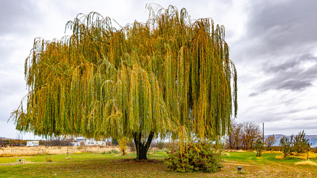 DSC_1481-2.jpg