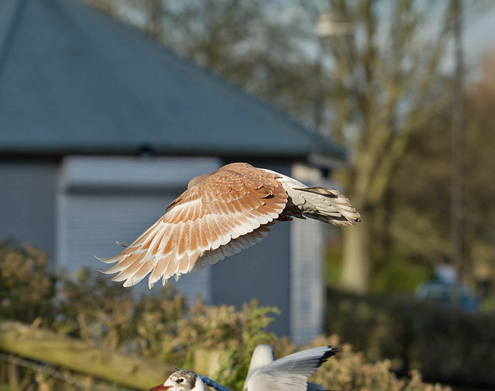 DSC_1482.jpg