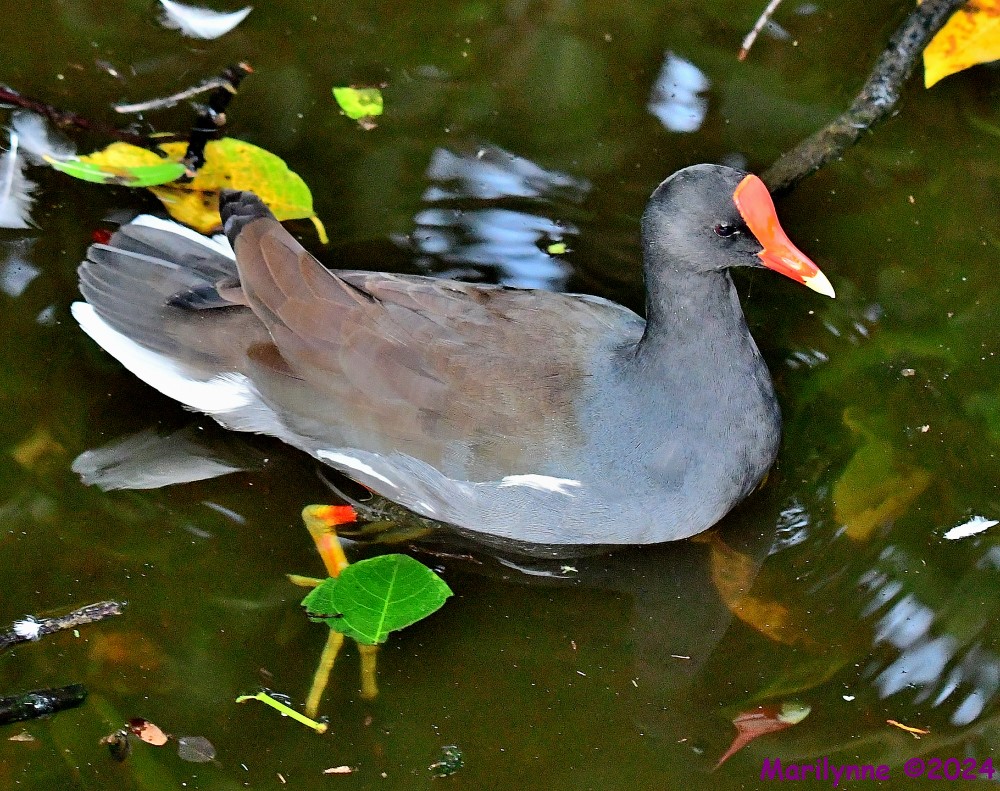 DSC_1482_001.JPG
