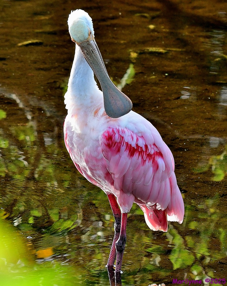 DSC_1483_001.JPG