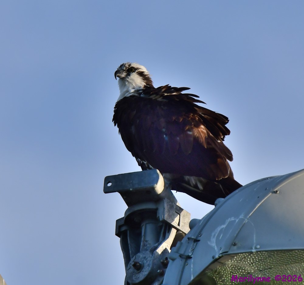 DSC_1483_001.JPG