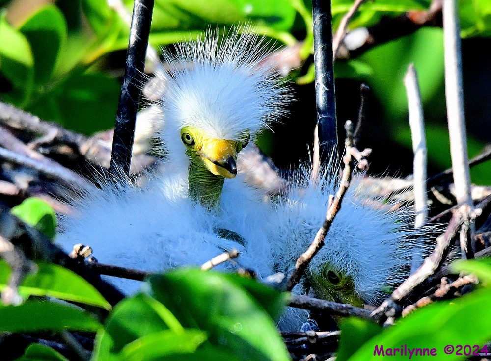 DSC_1484_001.JPG