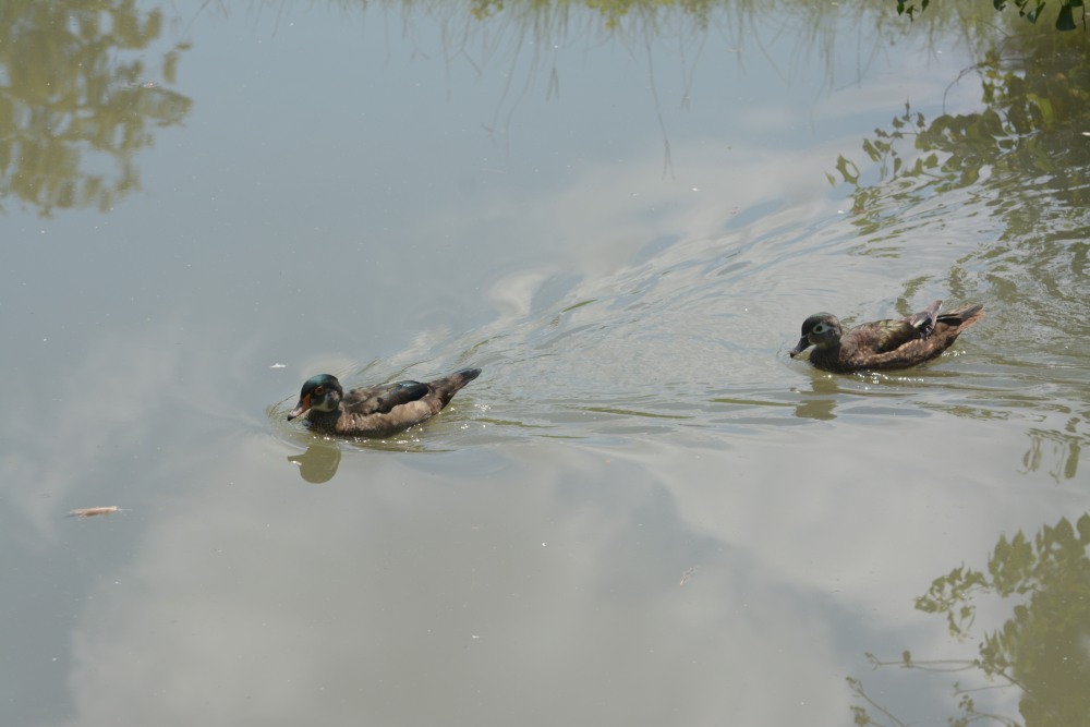DSC_1485.JPG