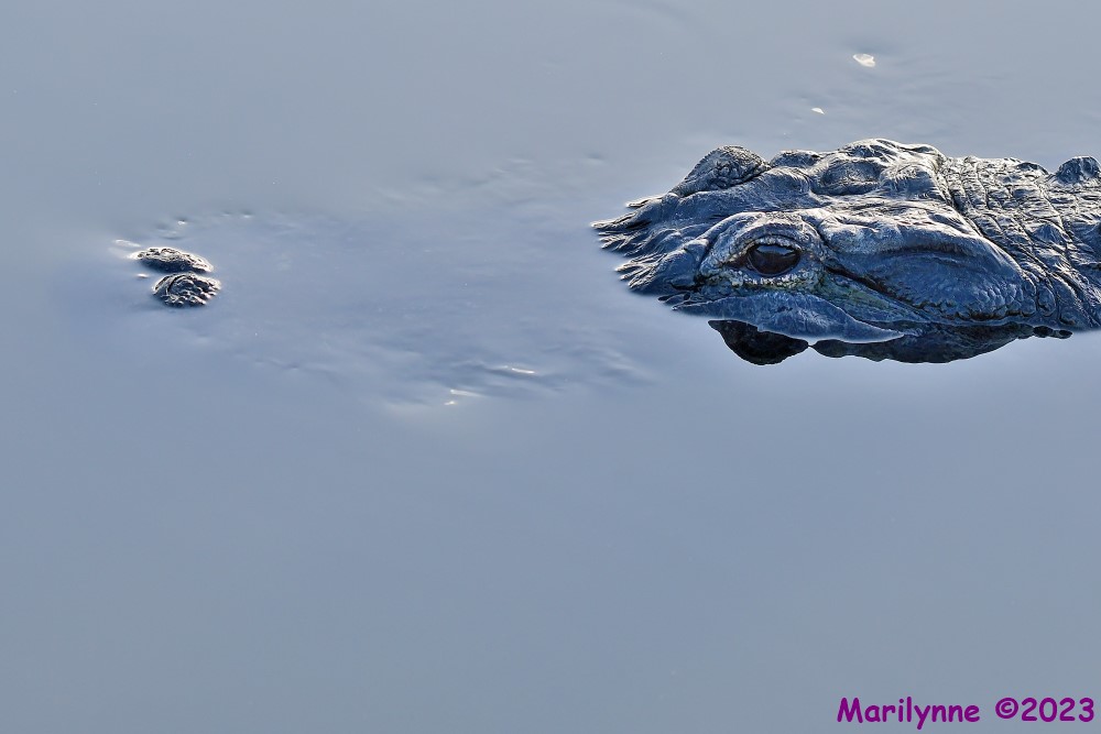 DSC_1485_001.JPG