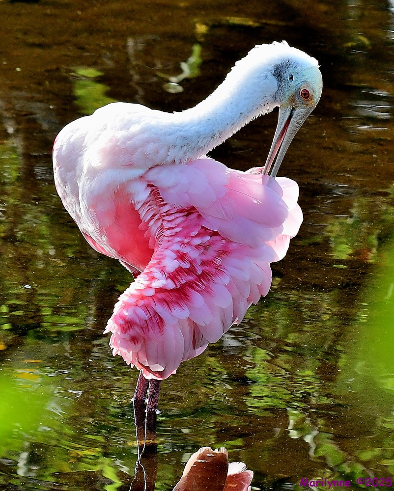DSC_1485_001.JPG