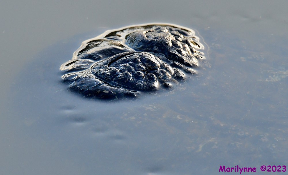 DSC_1487_001.JPG
