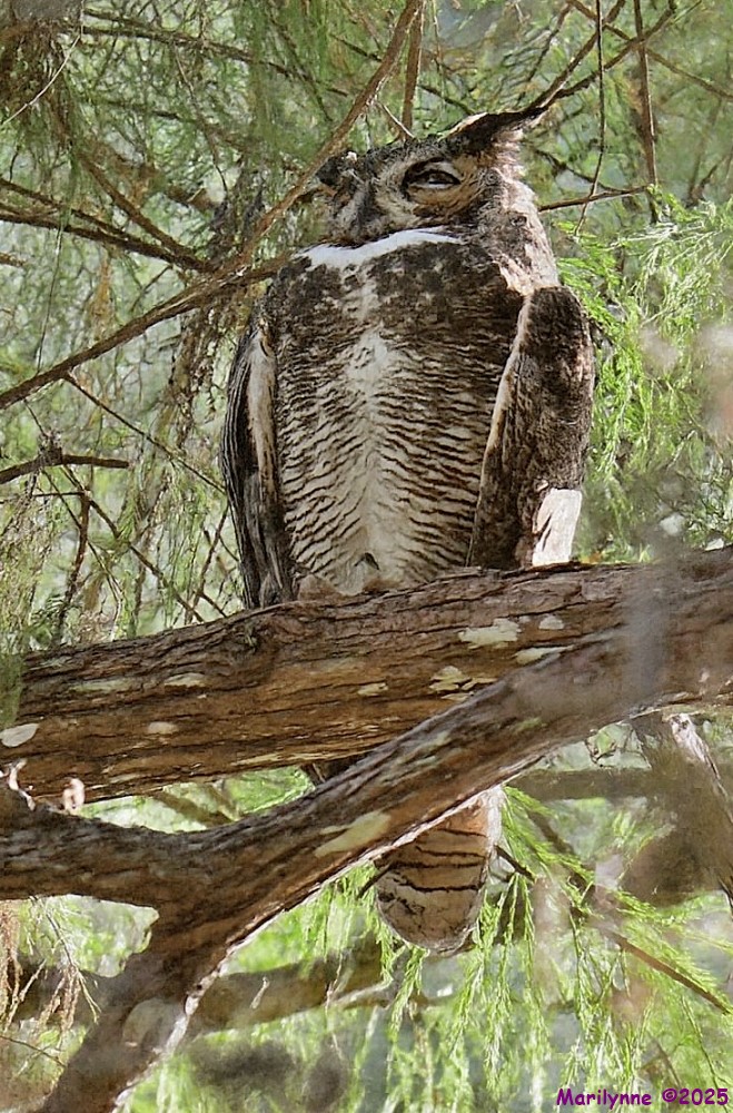 DSC_1495 copy_001.JPG