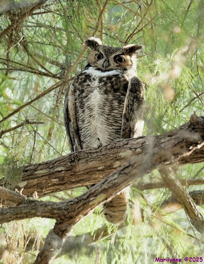 DSC_1499 copy_001.JPG