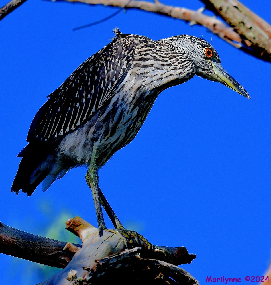DSC_1499_001.JPG