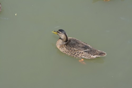 DSC_1501.JPG