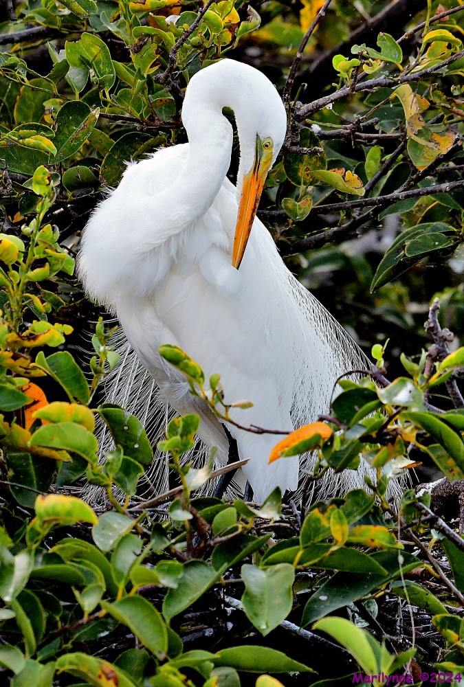 DSC_1502_001.JPG