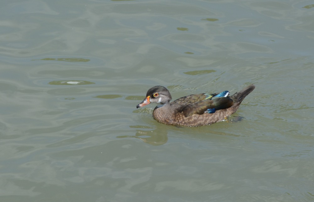 DSC_1502_01.JPG
