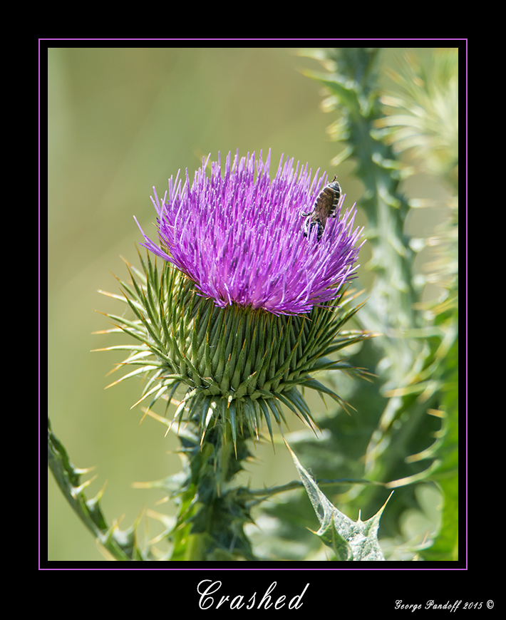 DSC_1504_Web.jpg