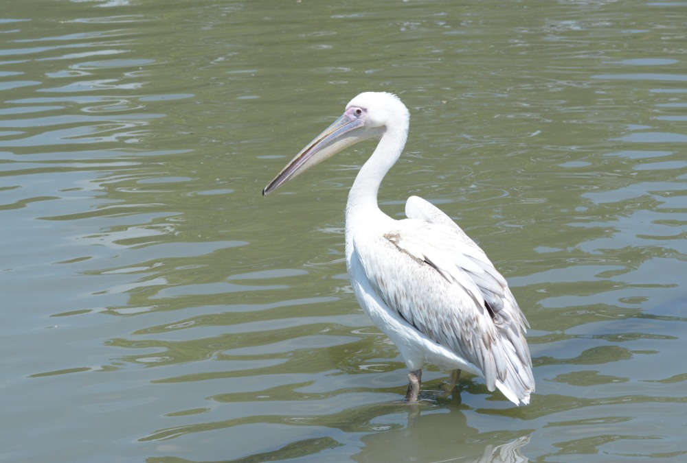DSC_1507.JPG