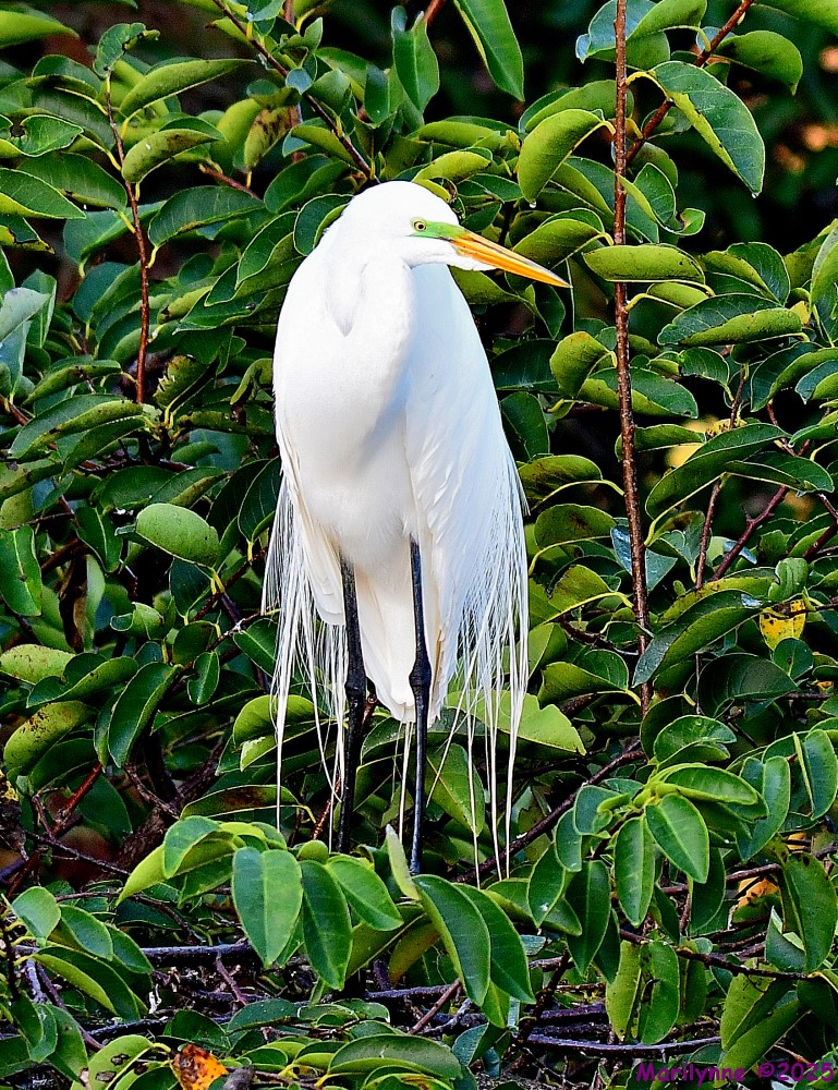 DSC_1507_001.JPG