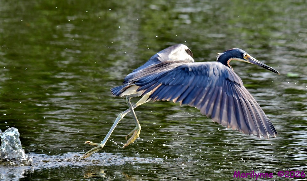 DSC_1507_001.JPG