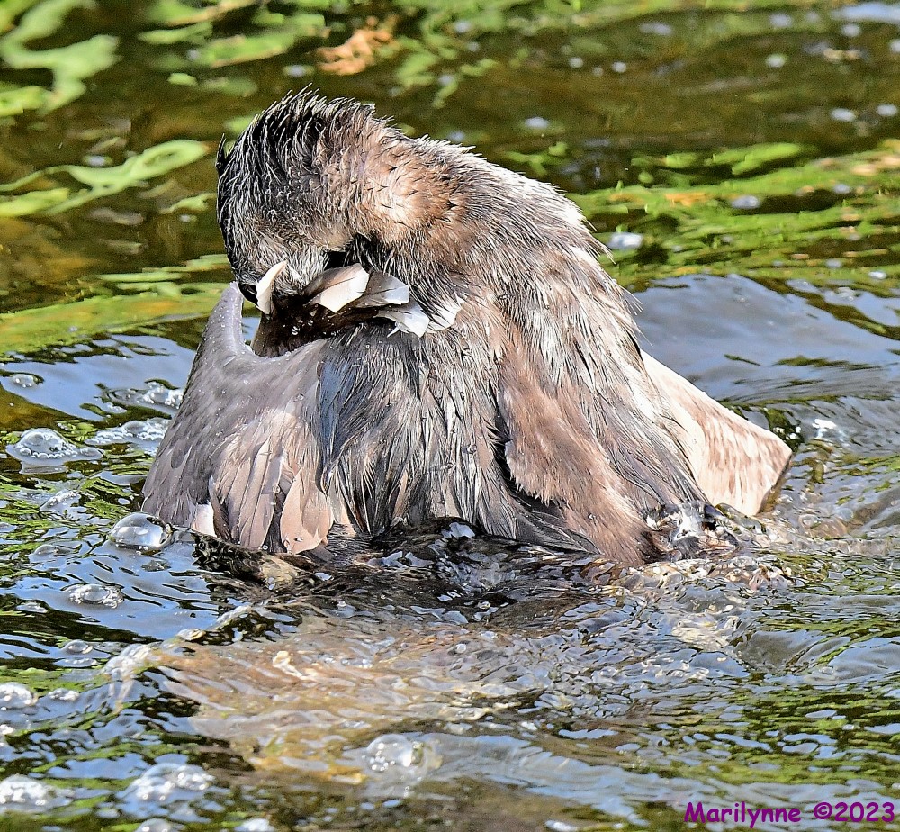 DSC_1508_001.JPG
