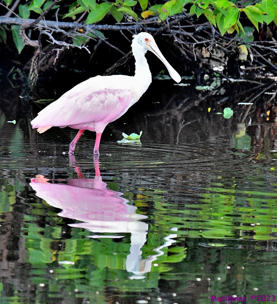 DSC_1508_001.JPG