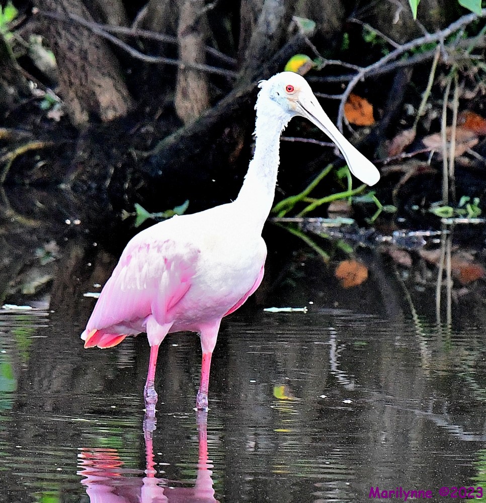 DSC_1509_001.JPG