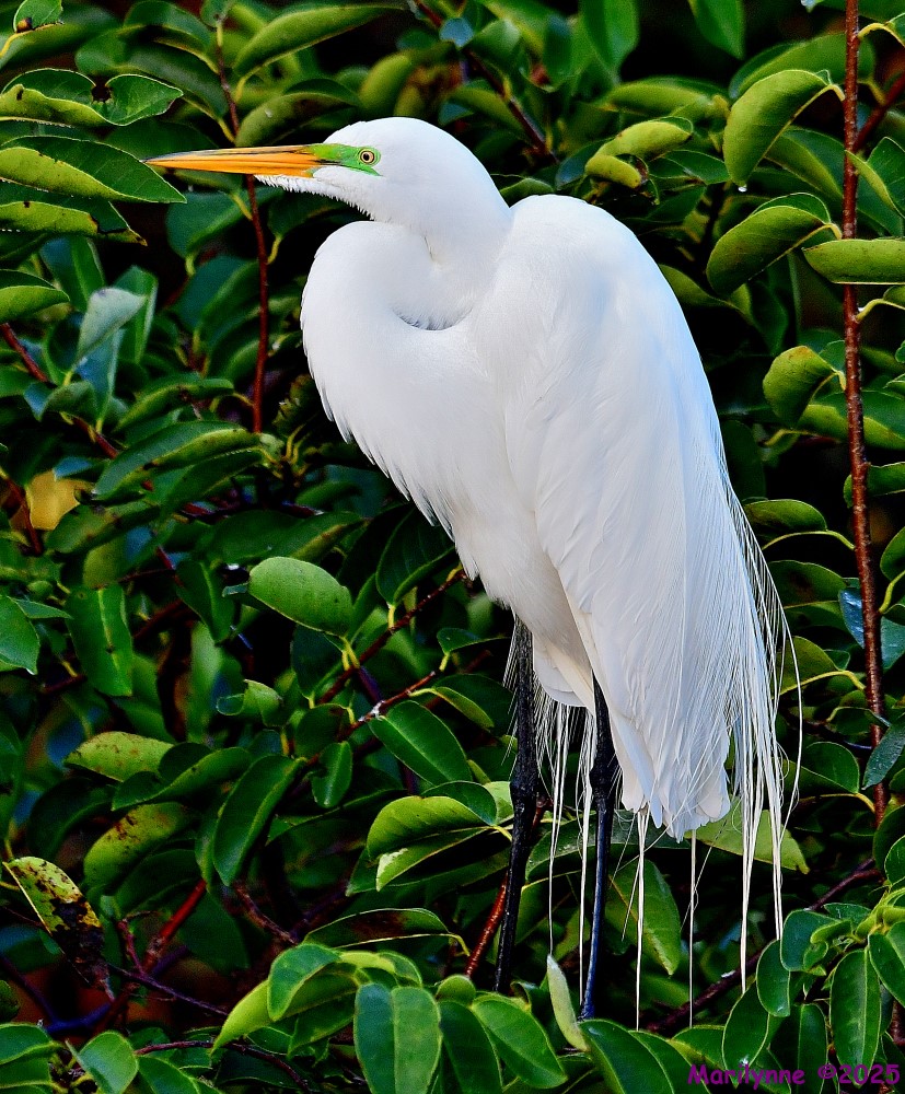 DSC_1509_001.JPG