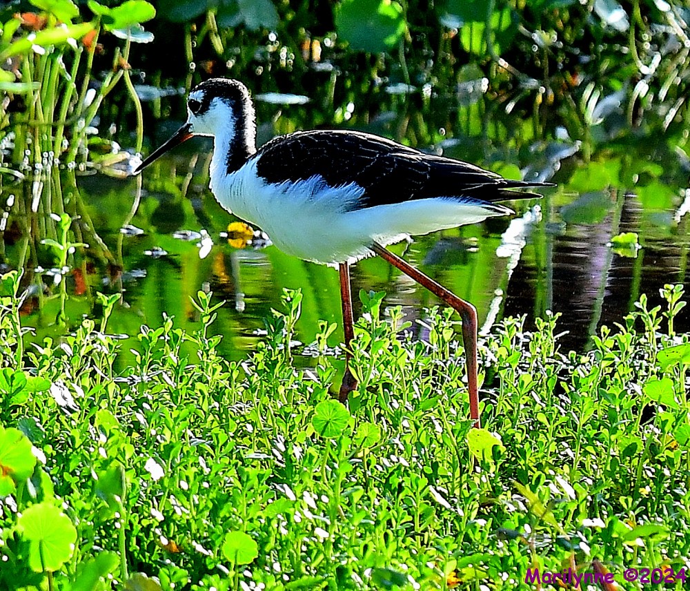 DSC_1510_001.JPG