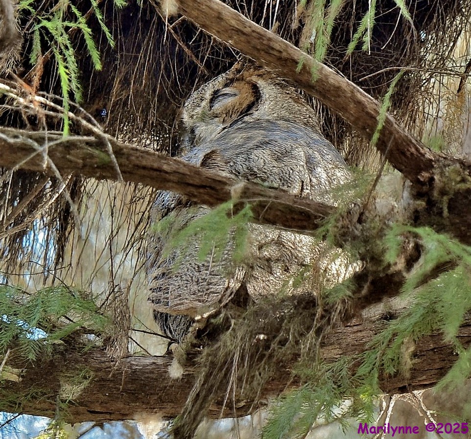 DSC_1513 copy_001.JPG