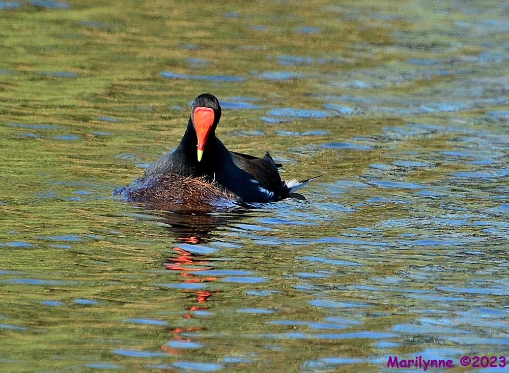 DSC_1513_001.JPG