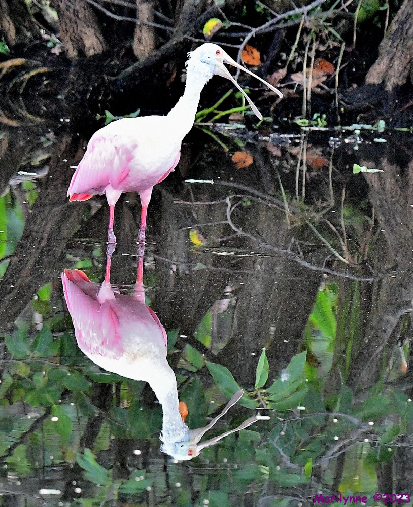 DSC_1514_001.JPG