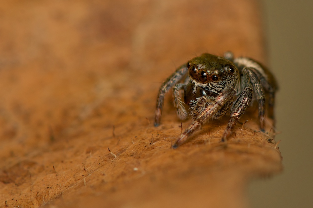 DSC_1515.jpg