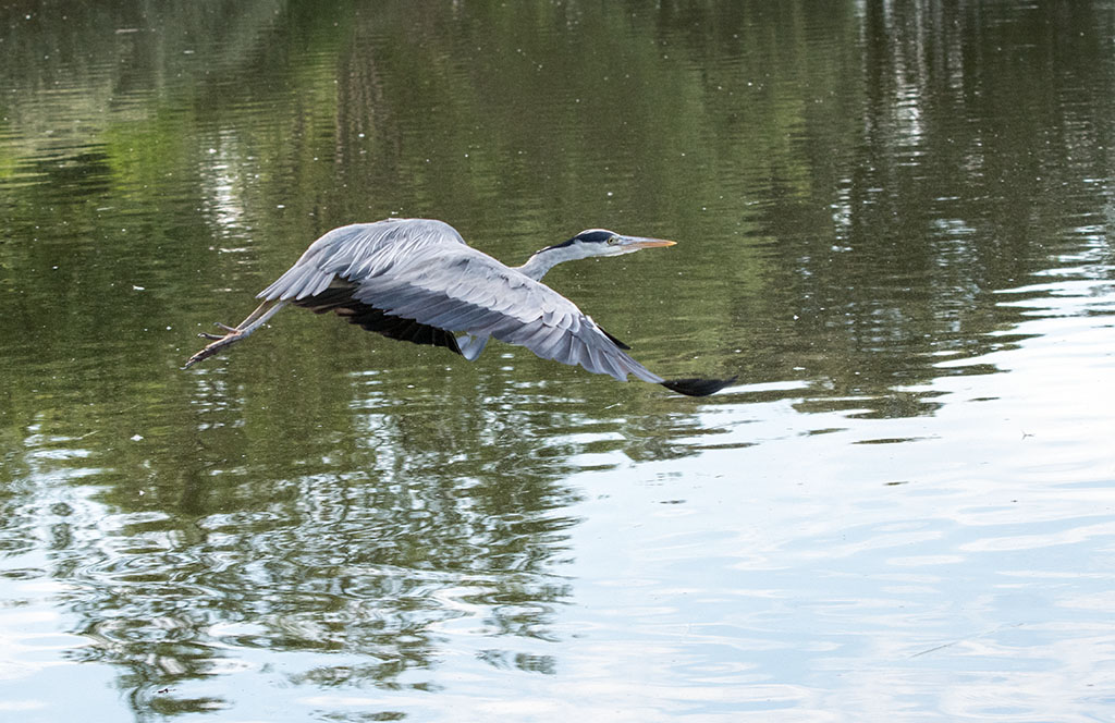 DSC_1516.jpg