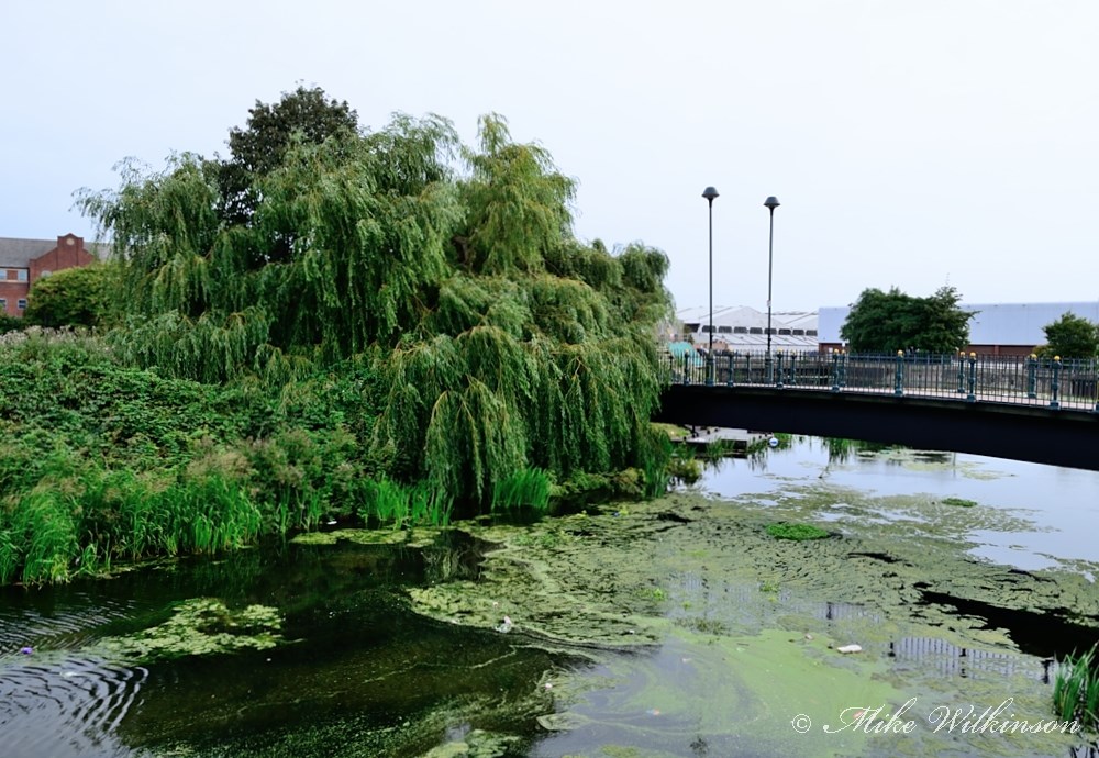 DSC_1516.JPG