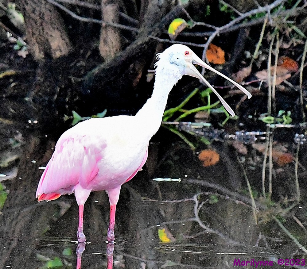 DSC_1516_001.JPG