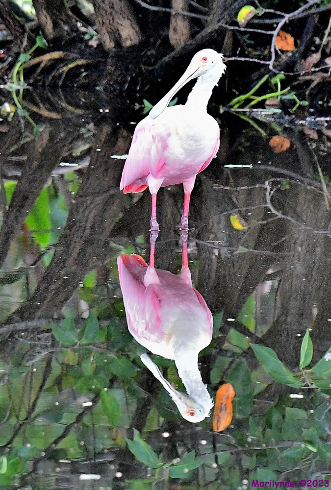DSC_1517_001.JPG
